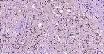 KLF2 Antibody in Immunohistochemistry (Paraffin) (IHC (P))