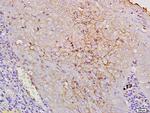 CD44v10 Antibody in Immunohistochemistry (Paraffin) (IHC (P))