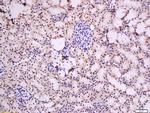 Urocortin 3 Antibody in Immunohistochemistry (Paraffin) (IHC (P))