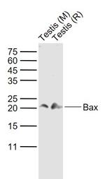 Bax Antibody in Western Blot (WB)