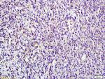 HDAC4 Antibody in Immunohistochemistry (Paraffin) (IHC (P))