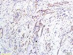 LPAR1 Antibody in Immunohistochemistry (Paraffin) (IHC (P))