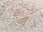 LPA3 Antibody in Immunohistochemistry (Paraffin) (IHC (P))