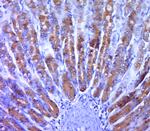 MAPKAP Kinase 2 Antibody in Immunohistochemistry (Paraffin) (IHC (P))