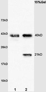 Syndecan 4 Antibody in Western Blot (WB)
