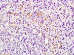 ERG25 Antibody in Immunohistochemistry (Paraffin) (IHC (P))