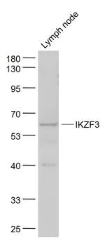 IKZF3 Antibody in Western Blot (WB)