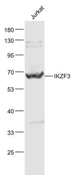 IKZF3 Antibody in Western Blot (WB)