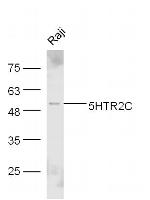 5HTR2C Antibody in Western Blot (WB)