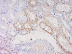 Noggin Antibody in Immunohistochemistry (Paraffin) (IHC (P))