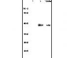 VIP Receptor 1 Antibody in Western Blot (WB)