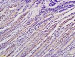 ADM2 Antibody in Immunohistochemistry (Paraffin) (IHC (P))