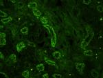 Mitofusin 2 Antibody in Immunohistochemistry (Paraffin) (IHC (P))