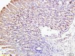 IRF3 Antibody in Immunohistochemistry (Paraffin) (IHC (P))