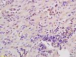 MSK1/2 Antibody in Immunohistochemistry (Paraffin) (IHC (P))