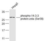 Phospho-14-3-3 zeta/delta (Ser58) Antibody in Western Blot (WB)