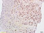 Phospho-Acinus (Ser1180) Antibody in Immunohistochemistry (Paraffin) (IHC (P))
