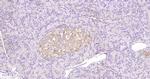 Phospho-Bax (Ser184) Antibody in Immunohistochemistry (Paraffin) (IHC (P))
