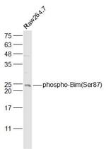 Phospho-Bim (Ser87) Antibody in Western Blot (WB)