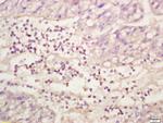 Phospho-ERK1/2 (Thr202, Tyr204) Antibody in Immunohistochemistry (Paraffin) (IHC (P))