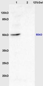 Phospho-RUNX1 (Ser266) Antibody in Western Blot (WB)