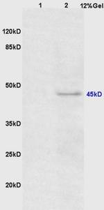 Phospho-CEBP alpha (Thr226) Polyclonal Antibody