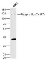 Phospho-Bcr (Tyr177) Antibody in Western Blot (WB)