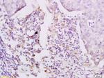 Phospho-CSF1R (Tyr923) Antibody in Immunohistochemistry (Paraffin) (IHC (P))