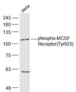 Phospho-CSF1R (Tyr923) Antibody in Western Blot (WB)