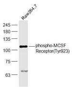 Phospho-CSF1R (Tyr923) Antibody in Western Blot (WB)