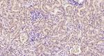 Phospho-CYLD (Ser418) Antibody in Immunohistochemistry (Paraffin) (IHC (P))