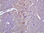 Phospho-CaMK2 (Tyr230) Antibody in Immunohistochemistry (Paraffin) (IHC (P))