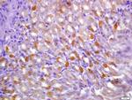 Phospho-CaMK2 (Tyr230) Antibody in Immunohistochemistry (Paraffin) (IHC (P))