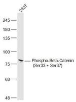 Phospho-beta Catenin (Ser33, Ser37) Antibody in Western Blot (WB)