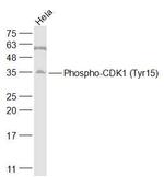 Phospho-CDK1 (Tyr15) Antibody in Western Blot (WB)