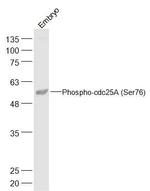 Phospho-cdc25A (Ser76) Antibody in Western Blot (WB)