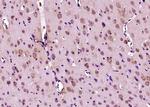 Phospho-Doublecortin (Ser47) Antibody in Immunohistochemistry (Paraffin) (IHC (P))