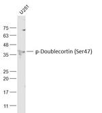 Phospho-Doublecortin (Ser47) Antibody in Western Blot (WB)