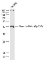 Phospho-Dab1 (Tyr232) Antibody in Western Blot (WB)