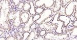 Phospho-GRB10 (Tyr67) Antibody in Immunohistochemistry (Paraffin) (IHC (P))