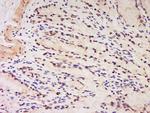 Phospho-HDAC3 (Ser424) Antibody in Immunohistochemistry (Paraffin) (IHC (P))