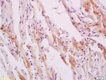 Phospho-HSP27 (Ser78) Antibody in Immunohistochemistry (Paraffin) (IHC (P))