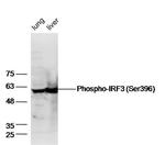 Phospho-IRF3 (Ser396) Antibody in Western Blot (WB)