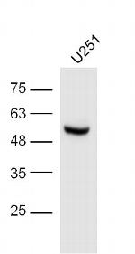 Phospho-IRF3 (Ser396) Antibody in Western Blot (WB)