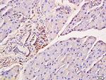 Phospho-IRF7 (Ser471, Ser472) Antibody in Immunohistochemistry (Paraffin) (IHC (P))