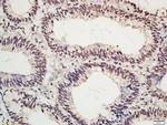 Phospho-c-Jun (Ser63) Antibody in Immunohistochemistry (Paraffin) (IHC (P))