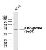 Phospho-IKK gamma (Ser31) Antibody in Western Blot (WB)