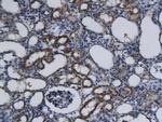 Phospho-c-Kit (Tyr721) Antibody in Immunohistochemistry (Paraffin) (IHC (P))