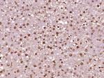 Phospho-LKB1 (Ser428) Antibody in Immunohistochemistry (Paraffin) (IHC (P))