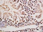 Phospho-MAP2 (Ser136) Antibody in Immunohistochemistry (Paraffin) (IHC (P))